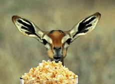 gif-animal-popcorn.gif