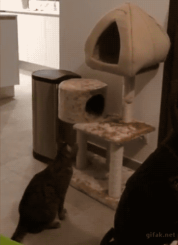 gif-arbre-a-chat-pas-solide.gif
