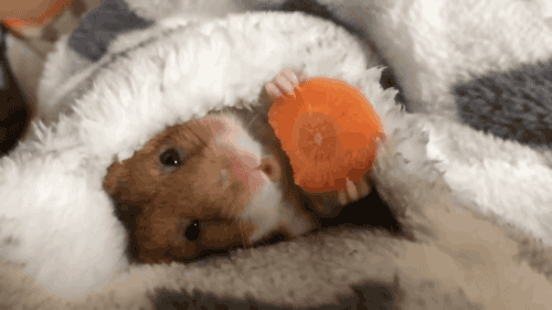 gif-bebe-hamster-1.gif