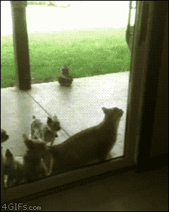 gif-chat-attendez-je-vs-ouvre.gif