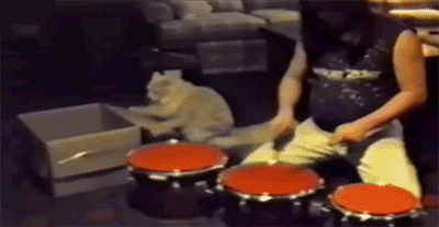 gif-chat-aussi-musique.gif