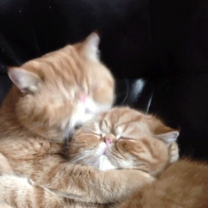 gif-chat-bisous.gif
