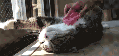 gif-chat-brossage.gif