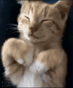 gif-chat-cache-ses-yeux.gif