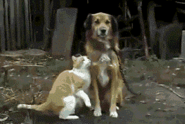 gif-chat-calin-a-chien.gif