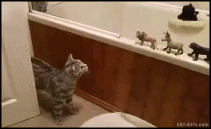 gif-chat-chasse-baignoire.gif