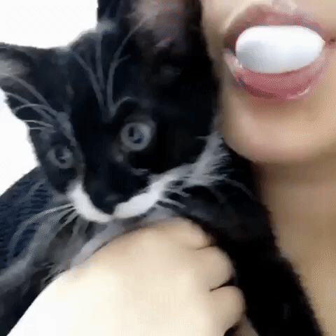 gif-chat-claque-bulle.gif