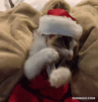 gif-chat-conte-noel.gif