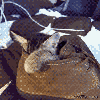 gif-chat-coucou-chaussure.gif