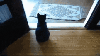 gif-chat-courrier.gif