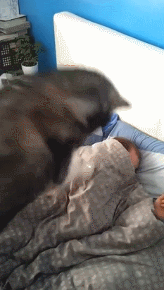 gif-chat-debout-c-l-heure.gif