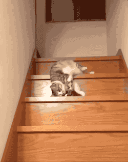 gif-chat-descend-escalier-nimp.gif