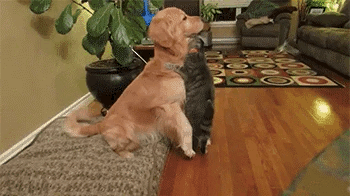 gif-chat-et-chien-tendresse.gif