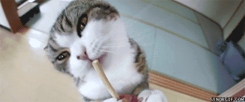 gif-chat-friandise.gif