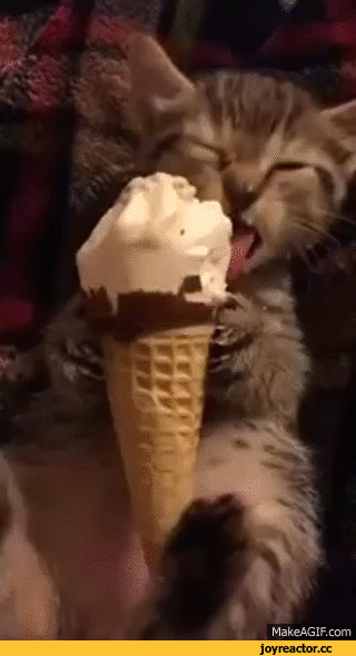 gif-chat-glace.gif