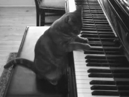 gif-chat-joue-piano.gif