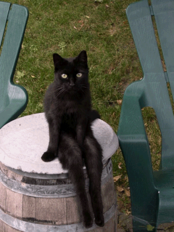 gif-chat-juste-pour-rire.gif