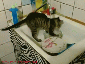 gif-chat-lave-vaisselle.gif