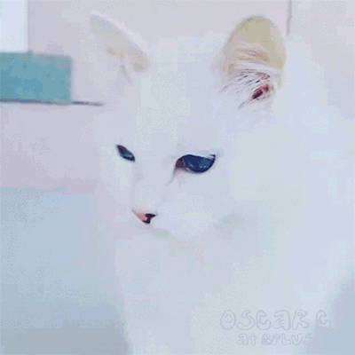 gif-chat-magnifiques-yeux-bleus.gif