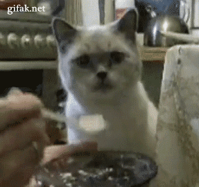 gif-chat-mange-cuillere.gif