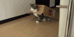 gif-chat-marche-dans-carton.gif