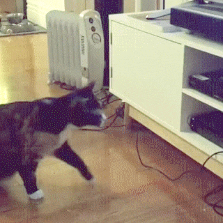 gif-chat-ouvre-cd.gif