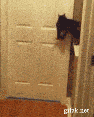 gif-chat-ouvre-porte-chien.gif