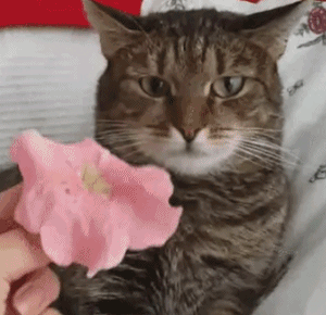 gif-chat-peur-fleur.gif