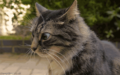 gif-chat-sceptique.gif