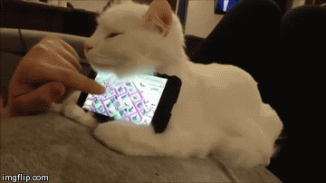 gif-chat-support-pour-Iphone.gif