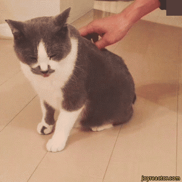 gif-chat-tire-langue.gif