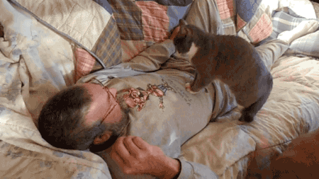 gif-chat-ventre-homme.gif