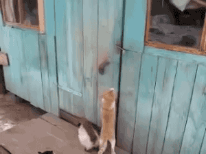 gif-chats-ouvrent-porte.gif