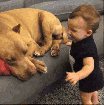 gif-chien-bebe-bisous.gif