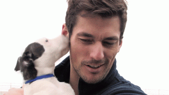 gif-chien-bisous-homme.gif