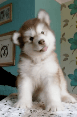 gif-chien-bouge-tete.gif