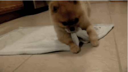 gif-chien-couverture.gif