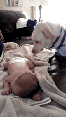 gif-chien-couvre-bebe_1.gif