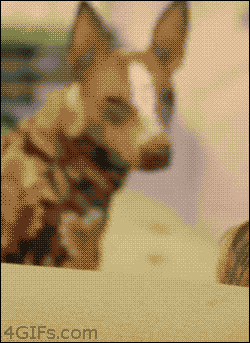 gif-chien-drole-extra.gif