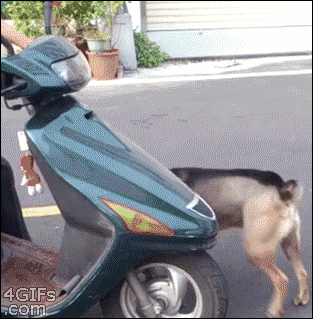 gif-chien-hop-scooter.gif