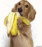 gif-chien-mange-banane_1.gif