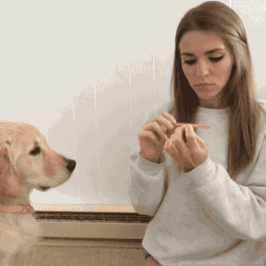 gif-chien-manucure.gif