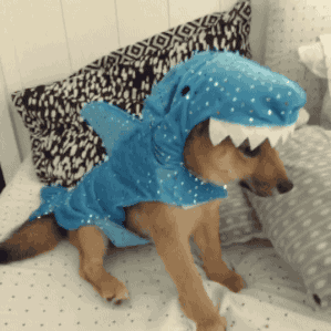 gif-chien-requin.gif