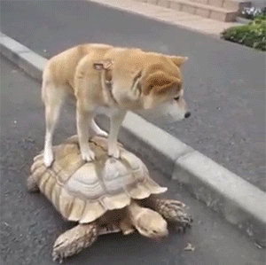 gif-chien-tortue.gif