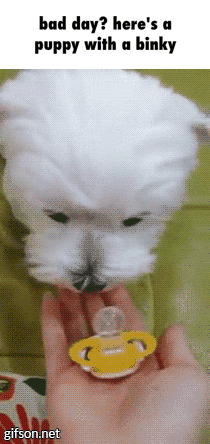 gif-chien-totosse.gif