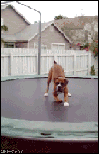 gif-chien-trampolineF.gif