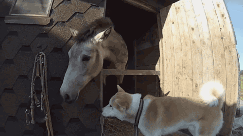 gif-chienetcheval1.gif