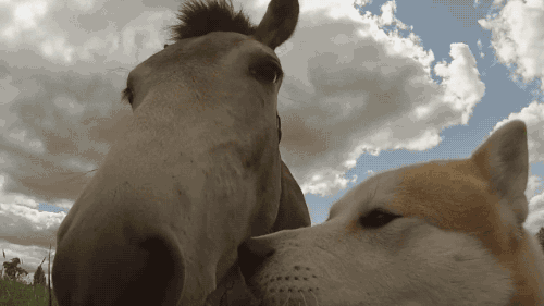 gif-chienetcheval2.gif