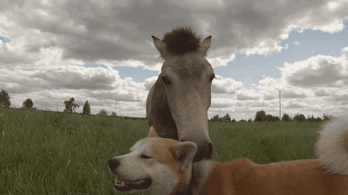 gif-chienetcheval3.gif