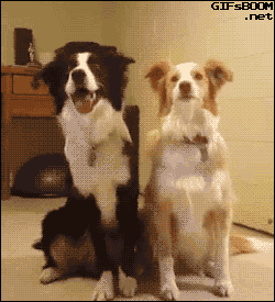 gif-chiens-bisous.gif